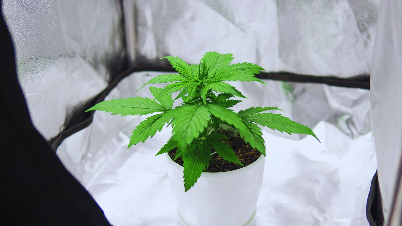 CIPE Central apreende drogas e pé de maconha em Jequié
