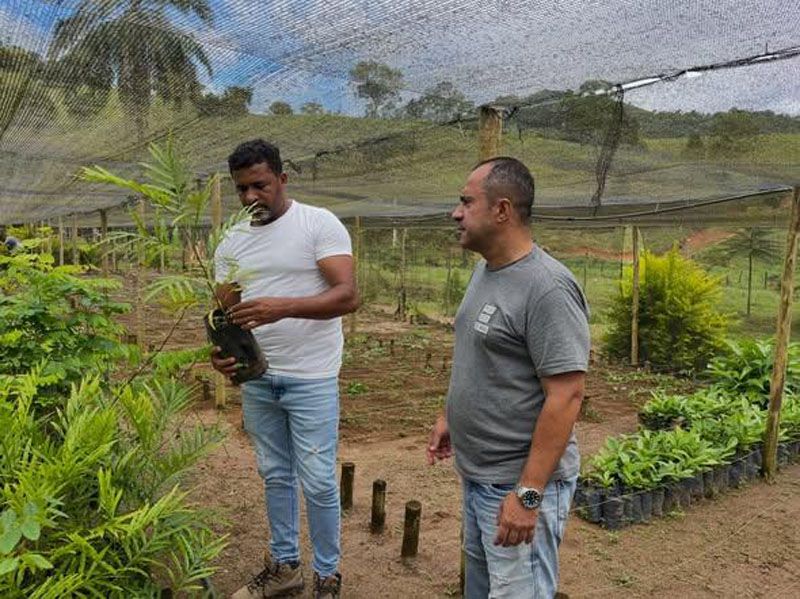 Projeto Renascer inicia preparativos para plantio de mudas de cacau no município Projeto Renascer inicia preparativos para plantio de mudas de cacau no município