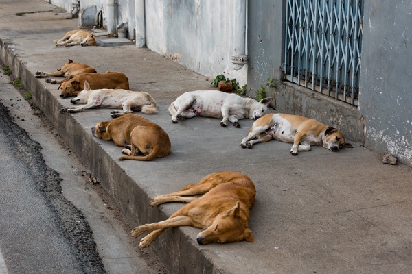 Moana Meira pede reforço na divulgação do serviço de recolhimento de animais soltos Moana Meira pede reforço na divulgação do serviço de recolhimento de animais soltos