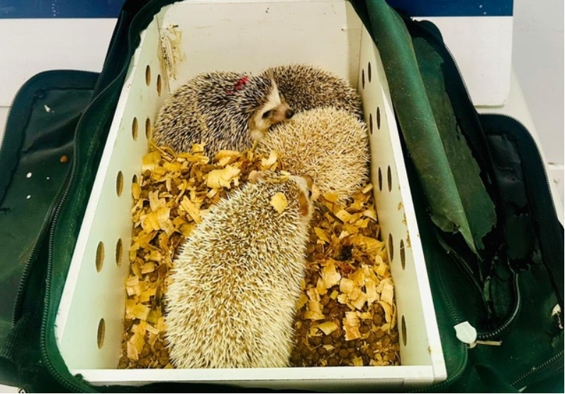 Ouriços exóticos são apreendidos pela PRF em Poções (BA) durante fiscalização na BR-116 Ouriços exóticos são apreendidos pela PRF em Poções (BA) durante fiscalização na BR-116