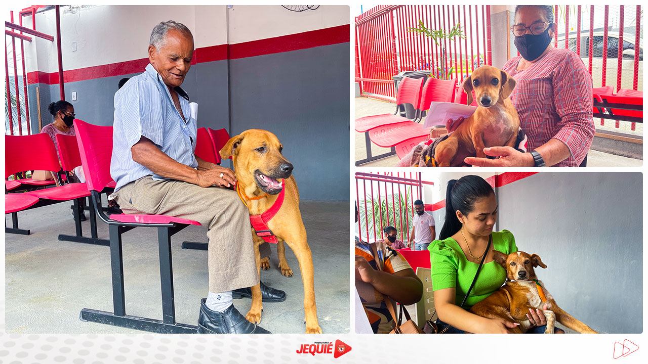 Prefeitura de Jequié inicia procedimento inédito de microchipagem de cães e gatos