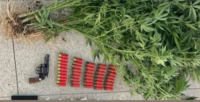 Polícia Militar apreende plantação de maconha, armas e explosivos em Santa Inês