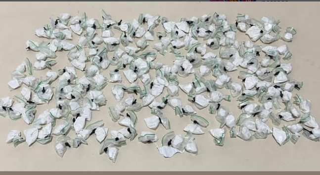 PM apreende mais de 170 porções de droga durante ação no bairro Espírito Santo