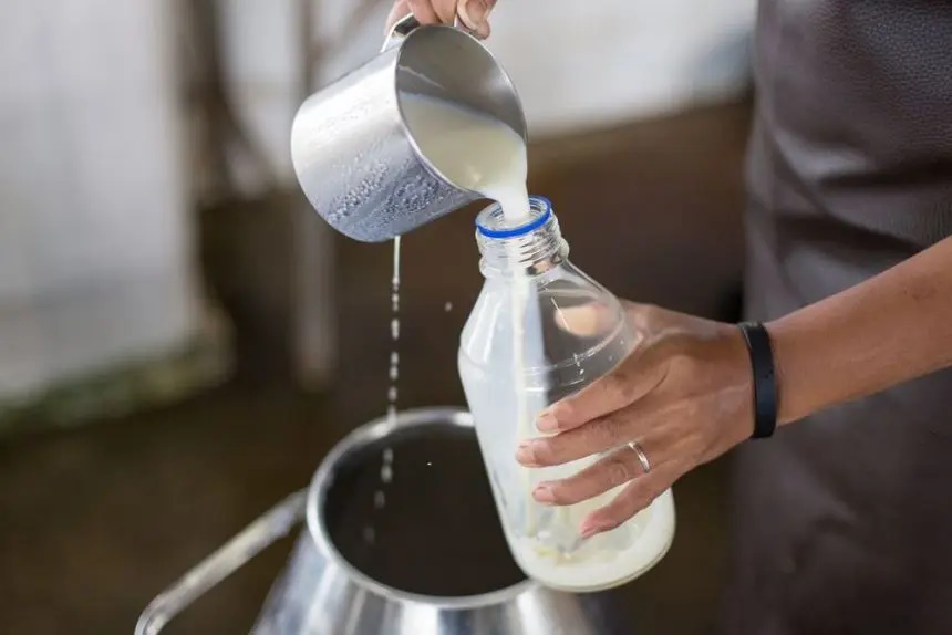 Produtores denunciam a venda de leite clandestino em Jequié, cooperativa ameaça fechar as portas
