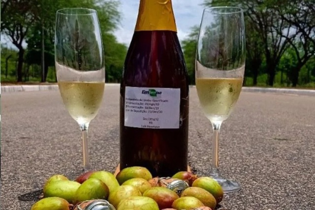 Vem Aí o Vinho de Umbu, Uma das Frutas Mais Exóticas da Caatinga Brasileira