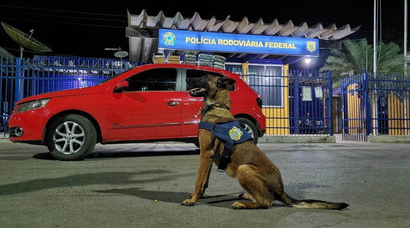 PRF na Bahia recebe cadela K9 Ruth para combater o tráfico de drogas