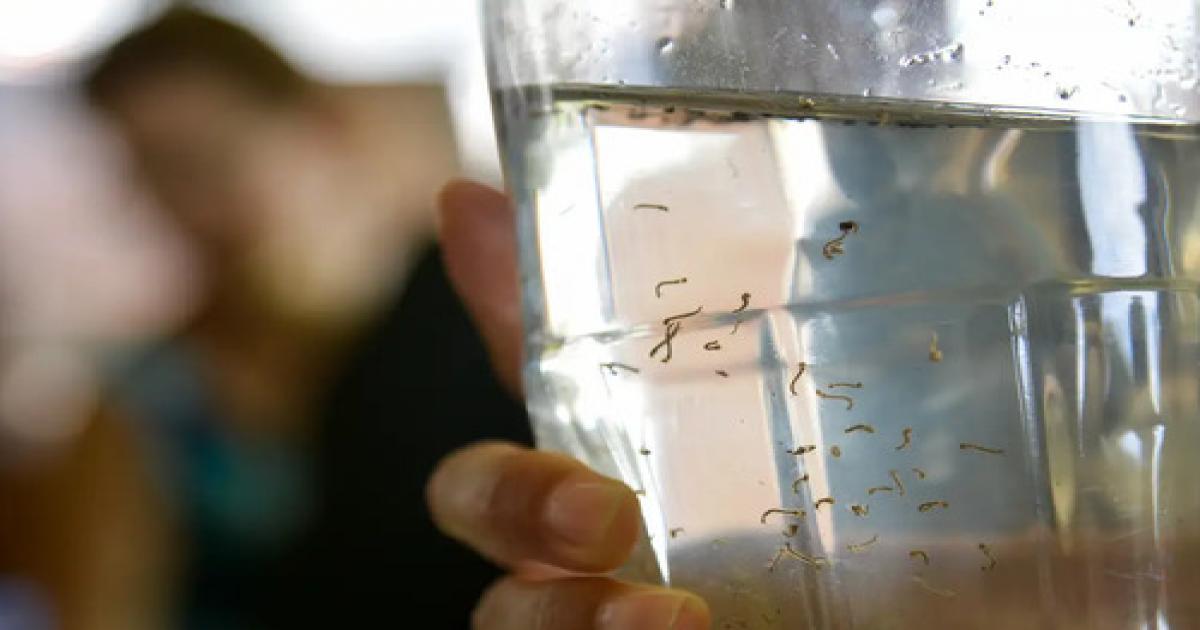 Arboviroses: casos de dengue aumentam no Brasil, e condições climáticas preocupam no verão