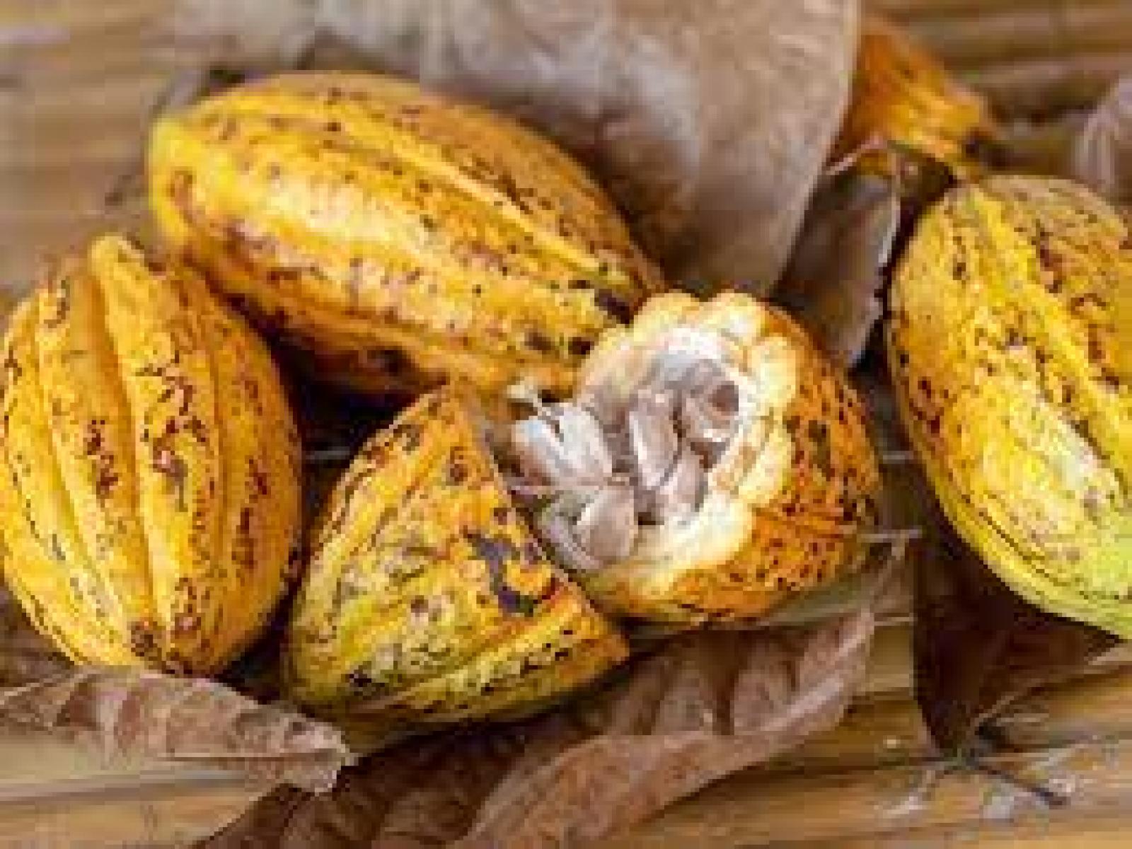 Sandro Régis destaca Bahia como maior produtora de cacau do Brasil: Luta diária dos produtores