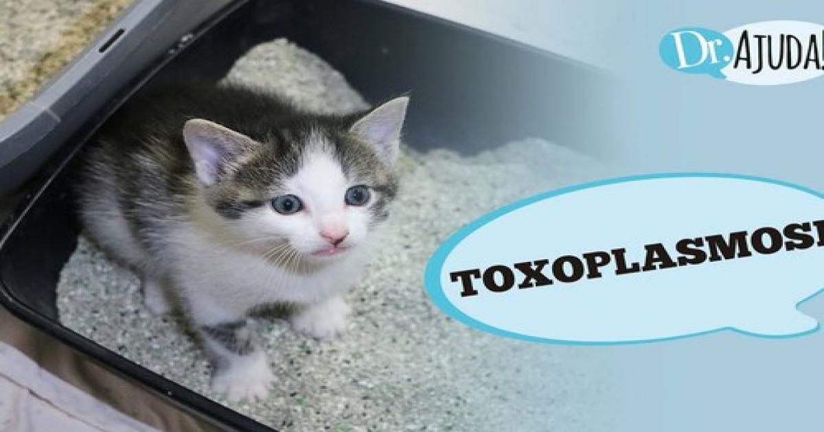 O que é a toxoplasmose? Como prevenir?