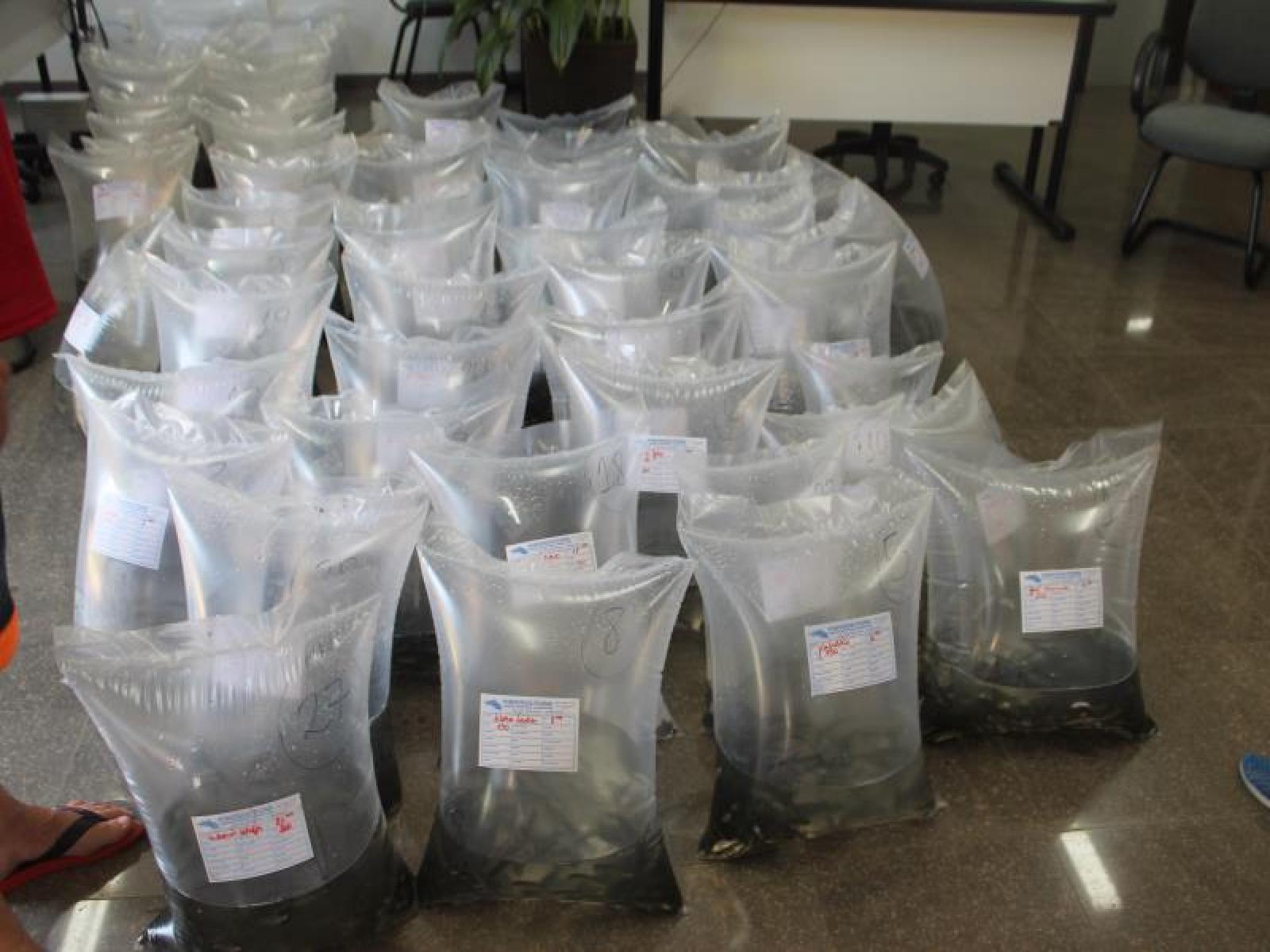 Secretaria da Agricultura de Jitaúna realiza a entrega de Alevinos na Escola Arelano Barreira