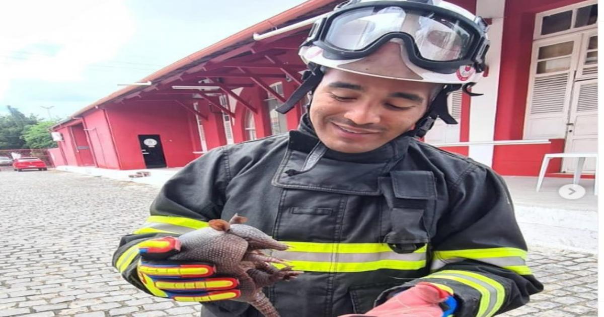 Jequié: tatu encontrado na zona rural foi entregue ao grupo de salvamento do Corpo de Bombeiros