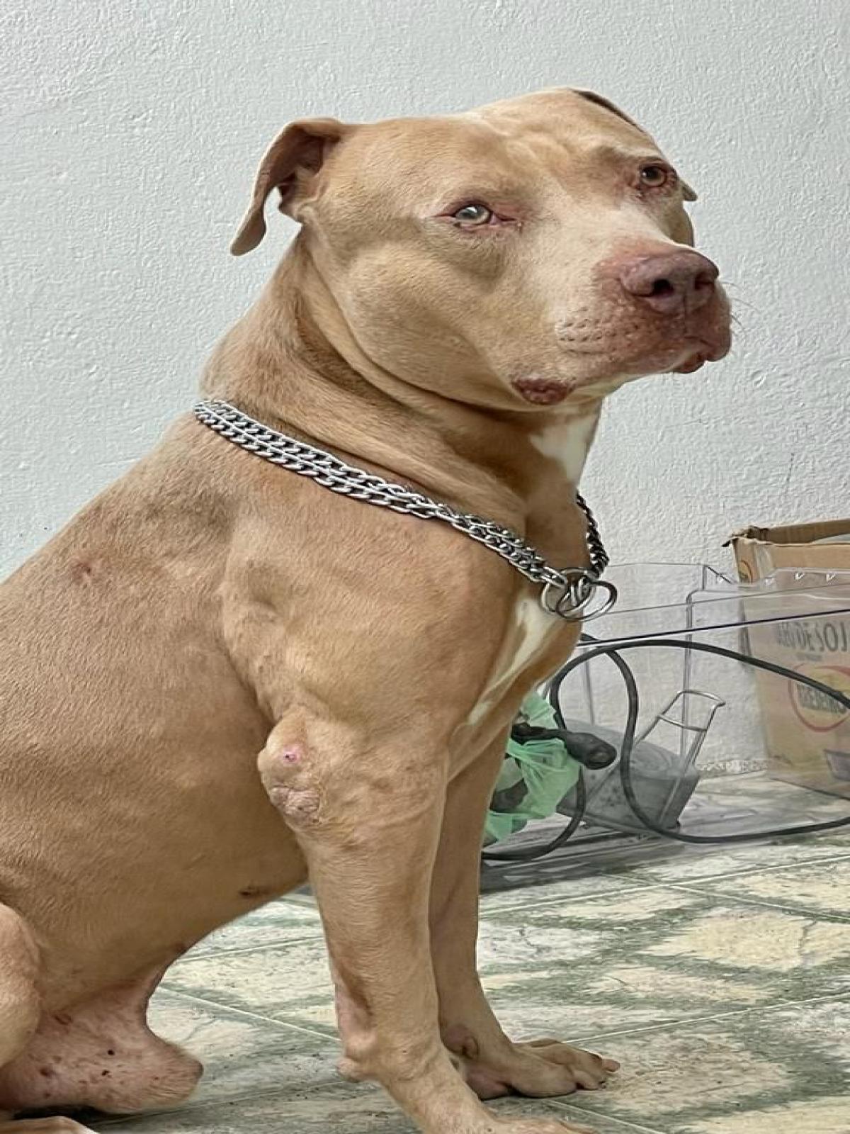Imagem de cão pitbul que aparece na internet não é do mesmo animal que matou a criança