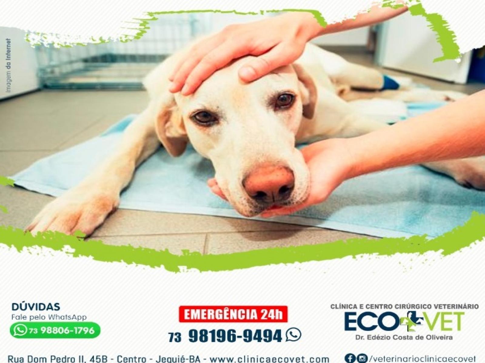 Ecovet: intoxicação alimentar em animais