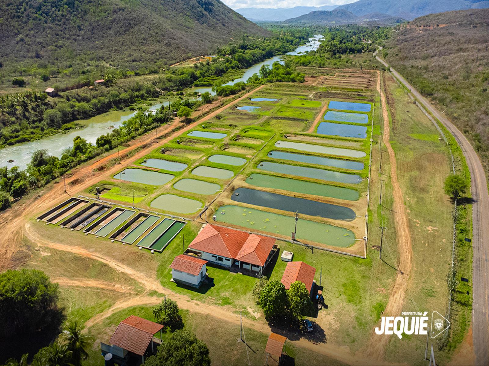 Sob gestão da Prefeitura de Jequié Estação de Piscicultura registra aumento da produção de alevinos