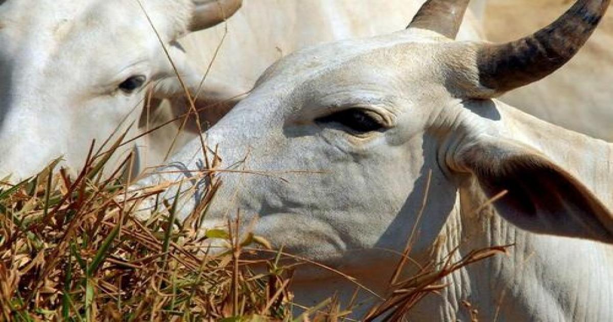 Começa vacinação contra febre aftosa, que deve imunizar cerca de 73 milhões de bovinos e bubalinos