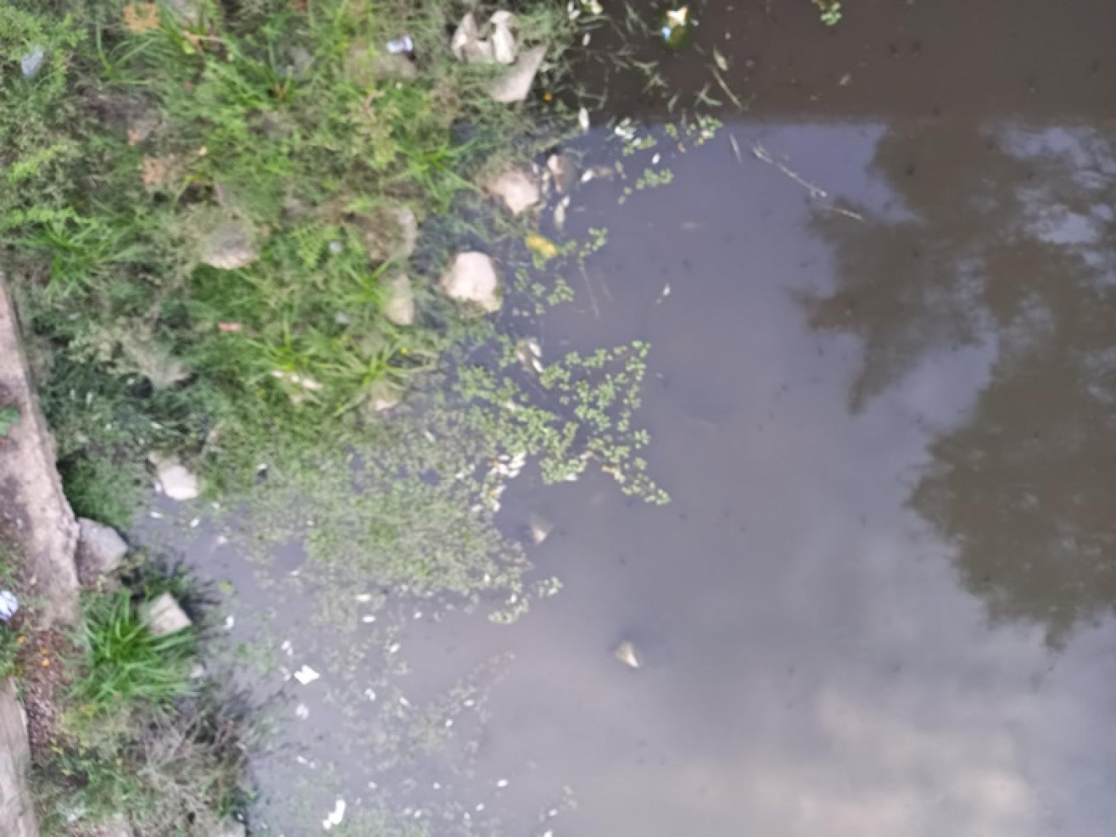 Leitor do BJM denuncia mortalidade de peixes no Rio Jequiezinho