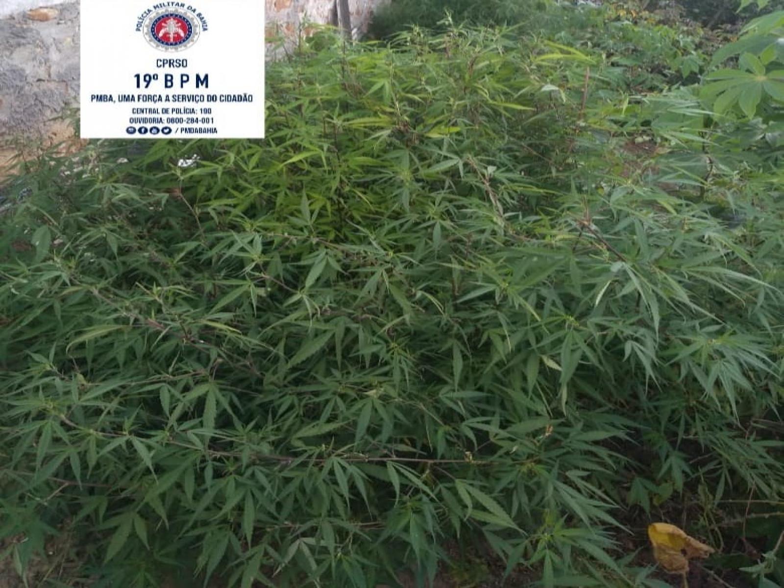 Jaguaquara: preso homem que tinha uma plantação de maconha no quintal de casa