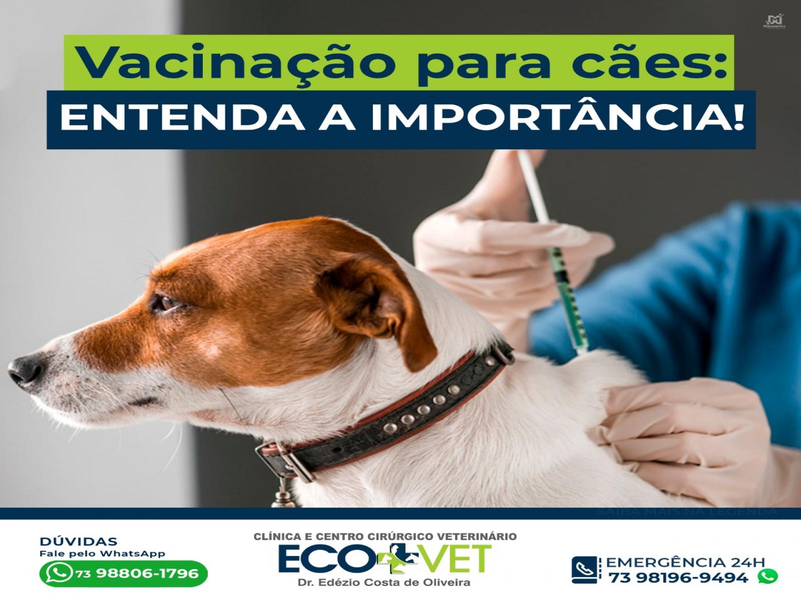 Ecovet: o que sãos os termos V8 e V10?