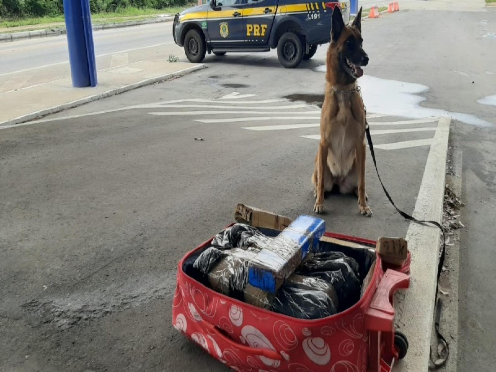 Com ajuda de cão farejador, PRF na Bahia prende passageiros de ônibus transportando quase 25kg de droga