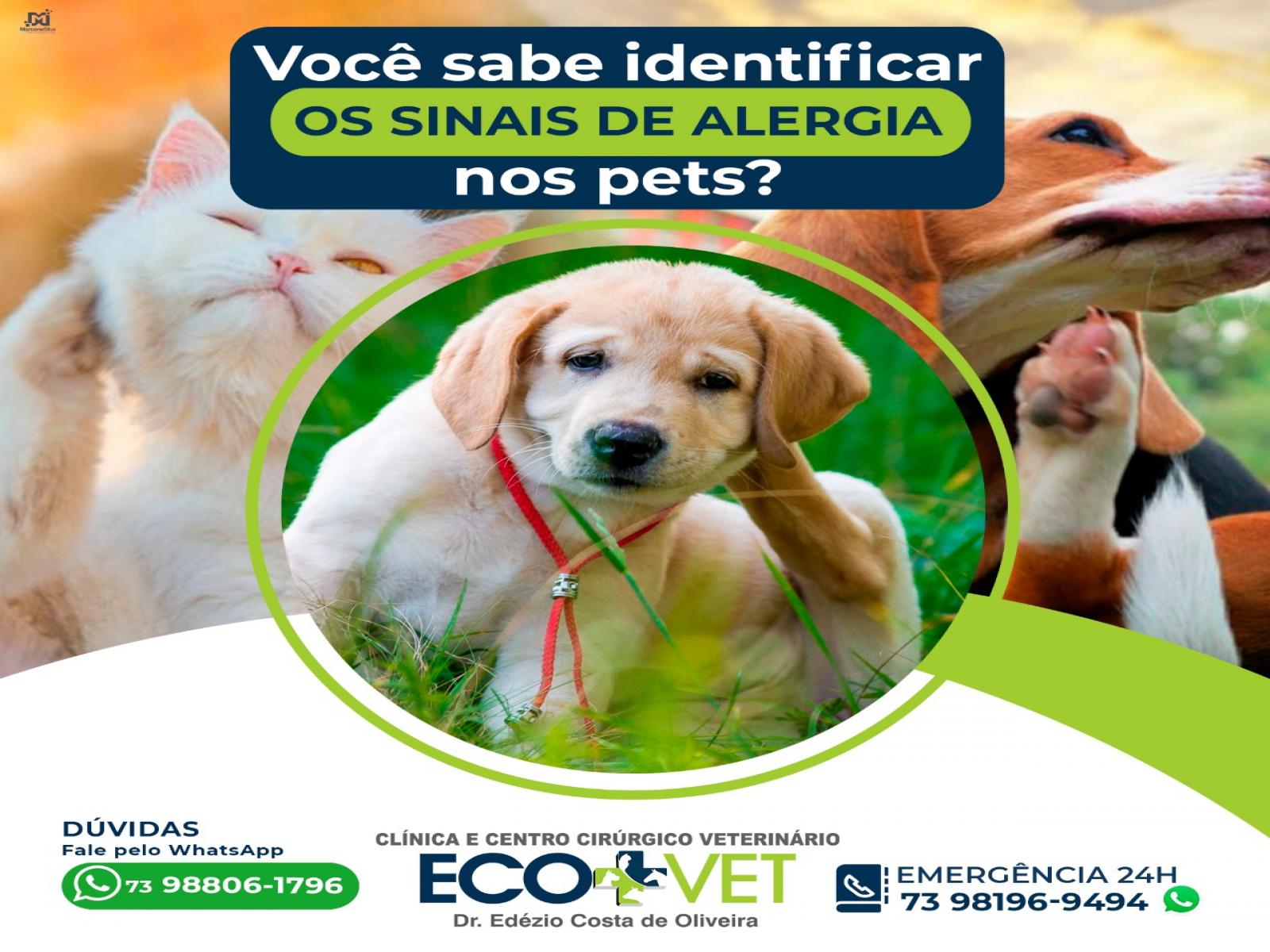Ecovet: ALERGIA é uma doença dermatológica!