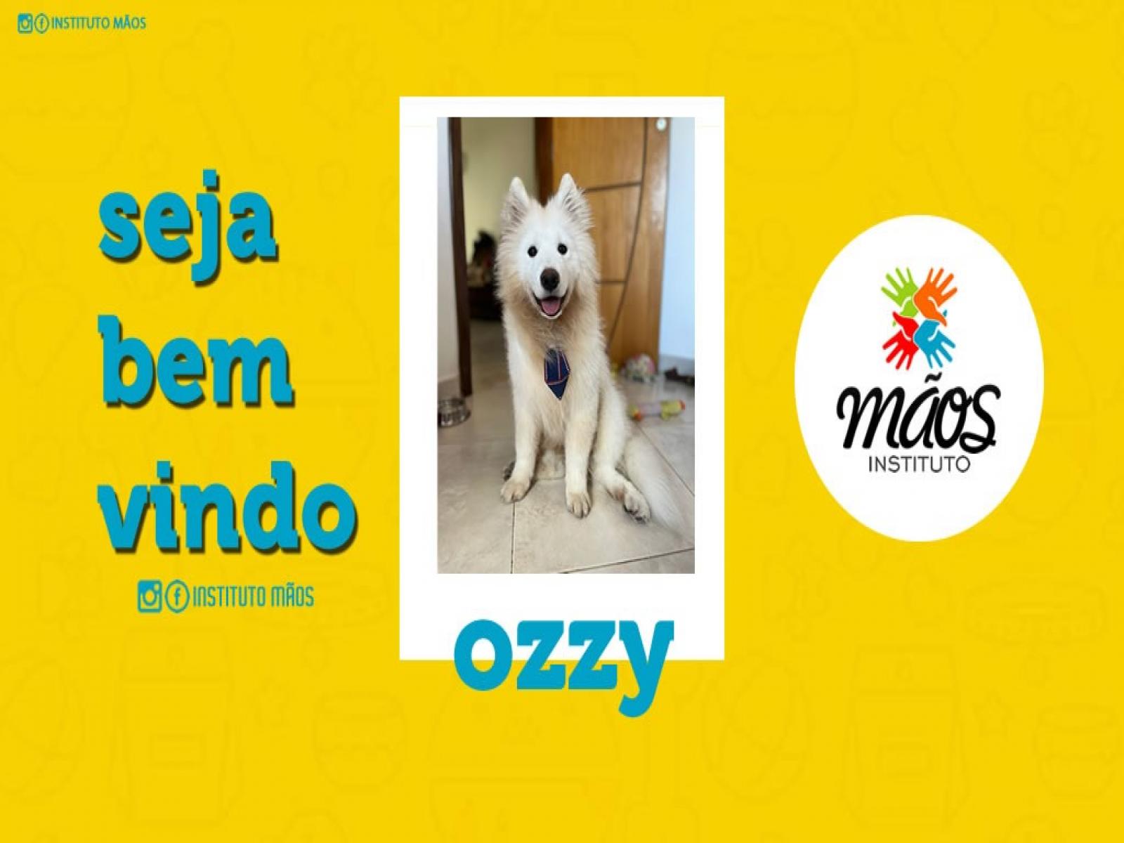 O mais novo voluntário do Instituto Mãos é o cachorro Ozzy, da raça samoieda.
