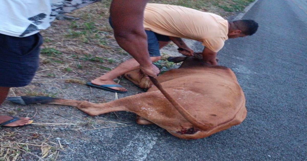 Novilha é sacrificada após causar acidente na BA 650, populares levaram toda a carne
