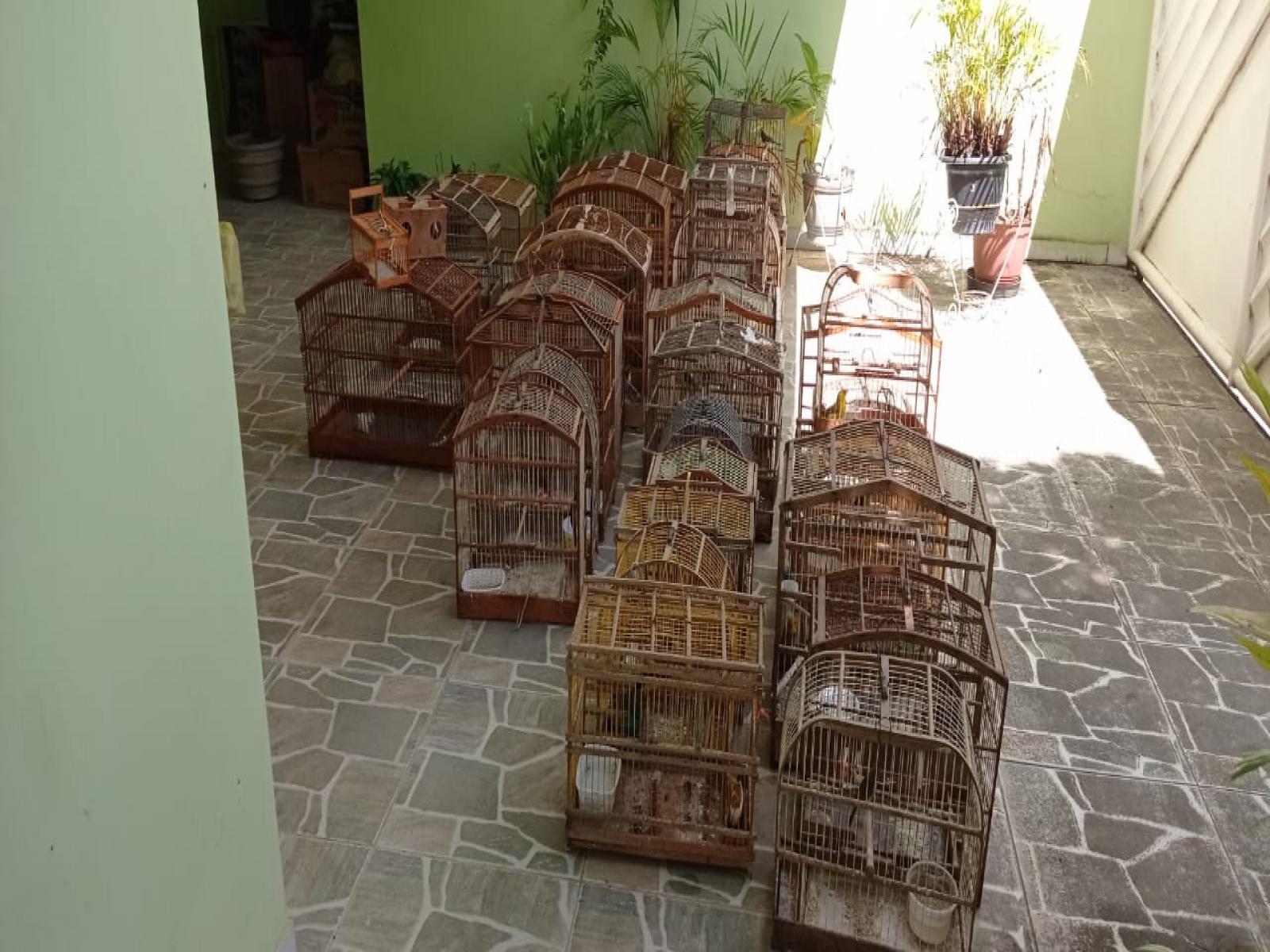 MP auxilia no resgate de 35 aves silvestres em operação no município de Ubaíra