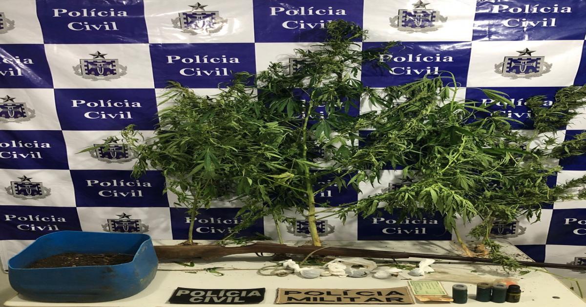 Durante Operação Fumaça polícia descobre plantação de maconha em Apuarema