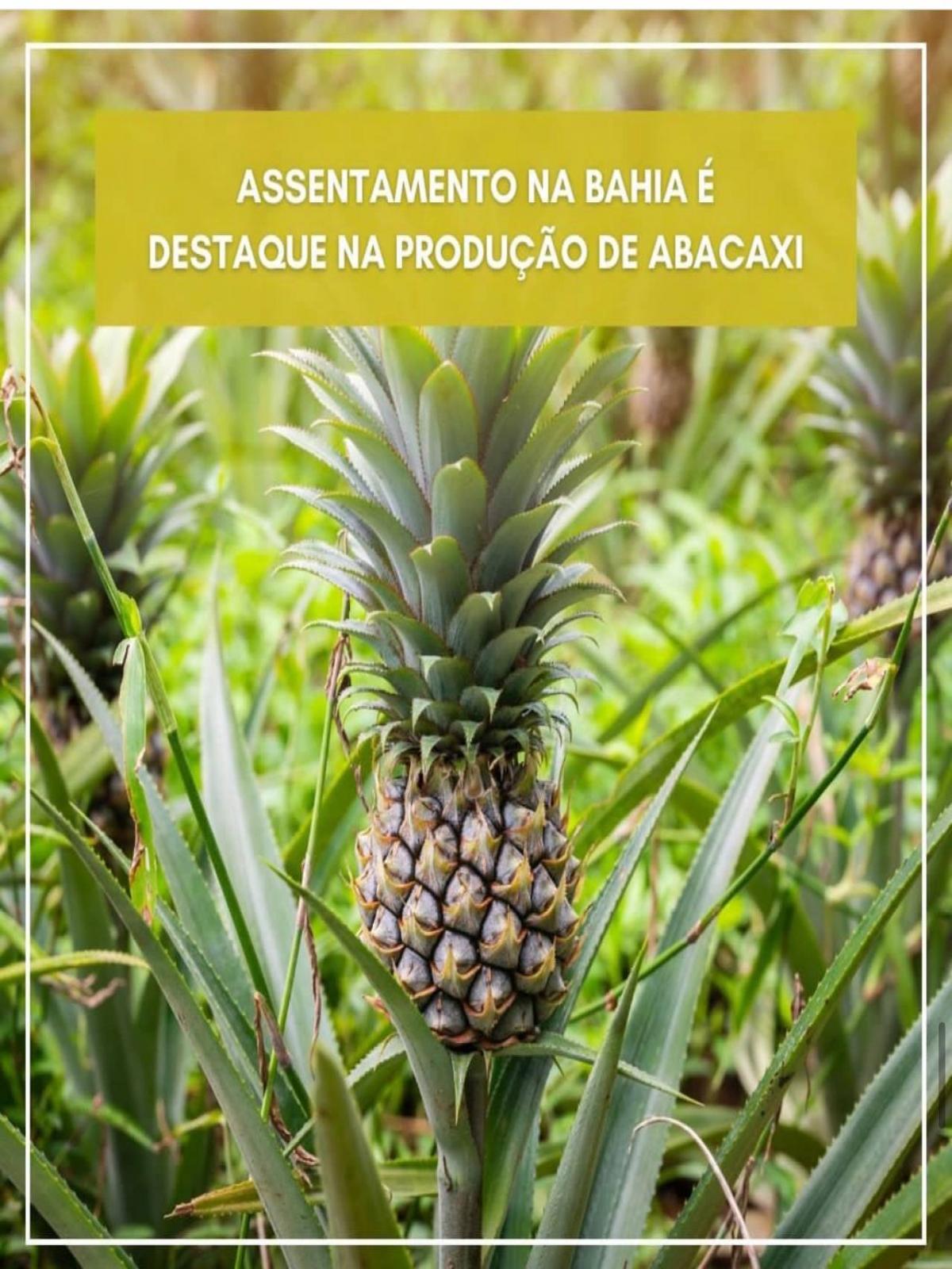 Assentamento na Chapada Diamantina espera colher 100 toneladas de abacaxi