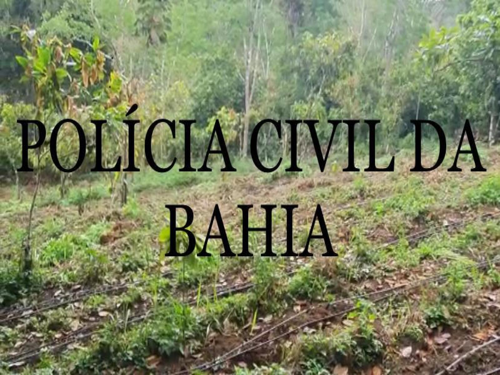 Polícia Civil descobre plantação de maconha no município de Ibirataia
