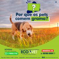 Ecovet - por que cães e gatos comem capim?