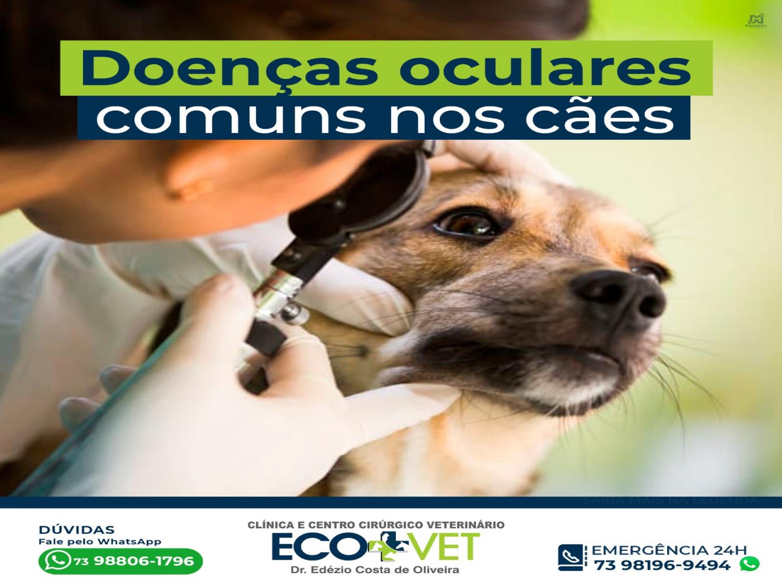 Ecovet: Assim como as pessoas, os cães podem sofrer de doenças que afetam a visão.