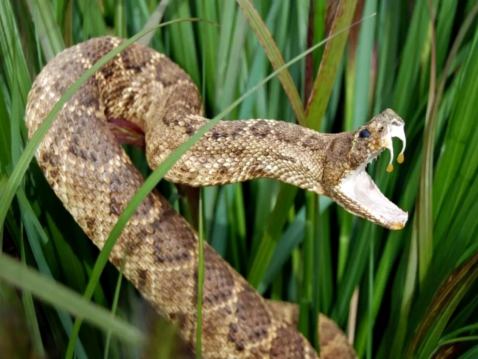 Homem é picado por cobra-cascavel na zona rural de Brejões