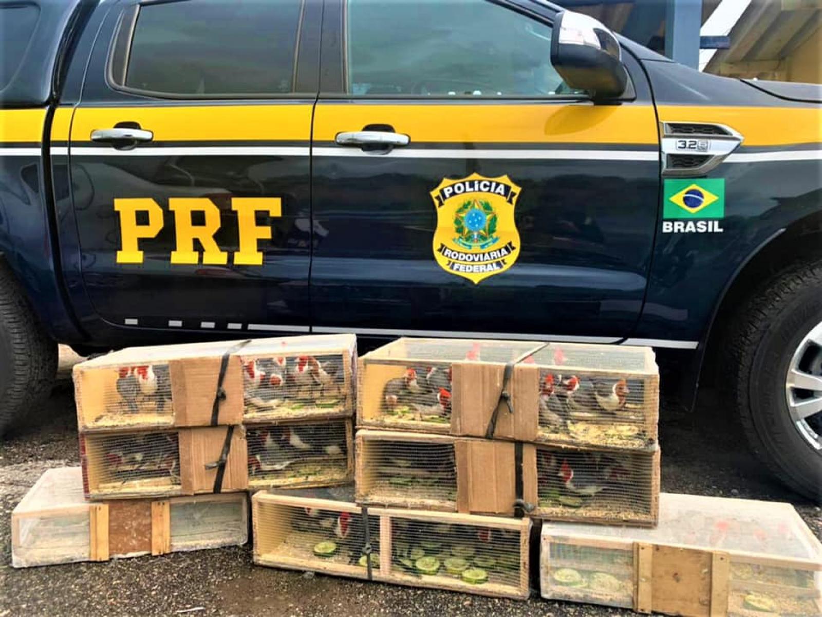 PRF resgata 130 cardeais dentro de porta-malas de carro em Poções