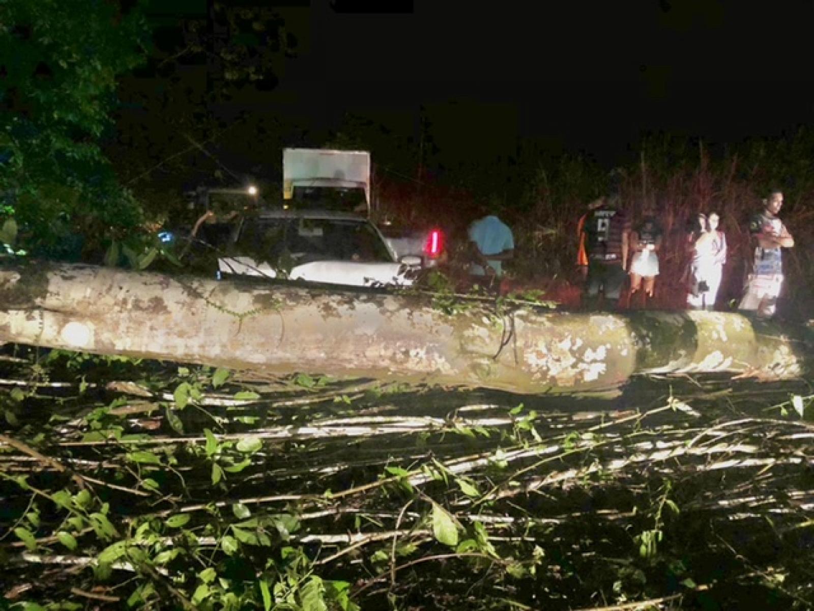 Árvore desaba e atinge carro na estrada de Ilhéus