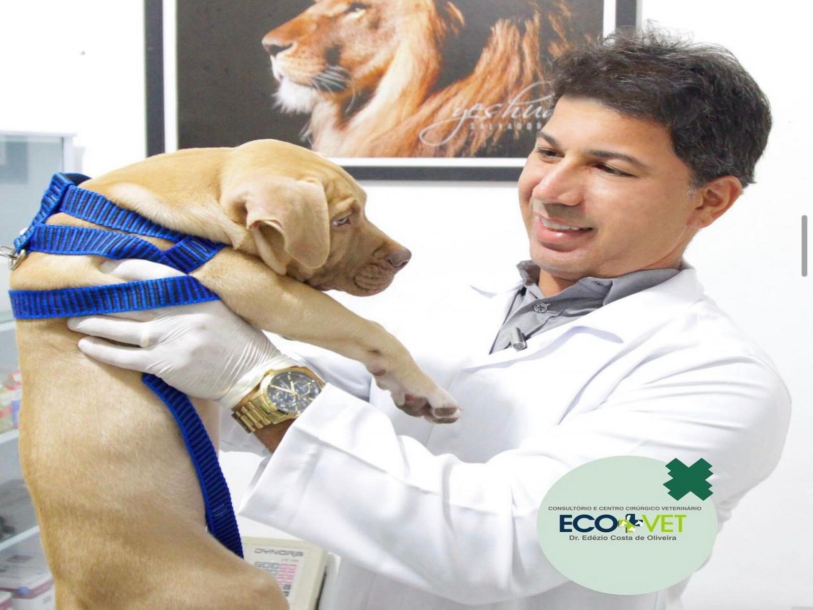 5 benefícios de passear com seu cão diariamente