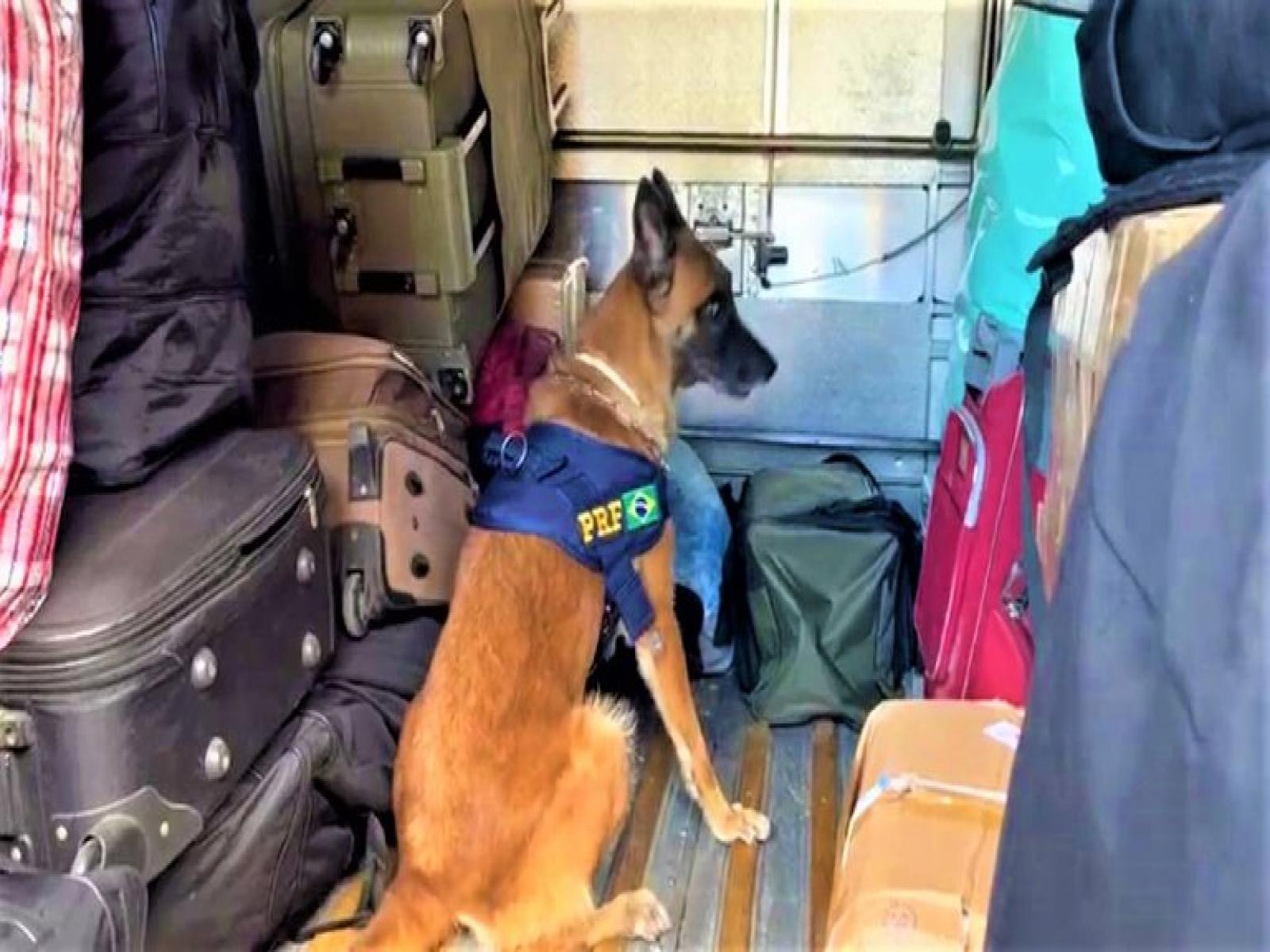 Quase 25 Kg de maconha são apreendidos pela PRF durante abordagem a ônibus em Vitória da Conquista