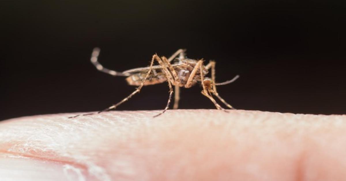 MICRORREGIÃO DE JEQUIÉ: População de Jequié, Itiruçu e Milagres precisa ficar alerta contra o Aedes aegypti