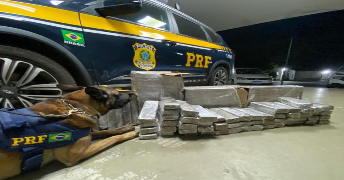 Flagrante na BR 116: PRF apreende tabletes de maconha que seriam comercializados em cidade do interior da Bahia