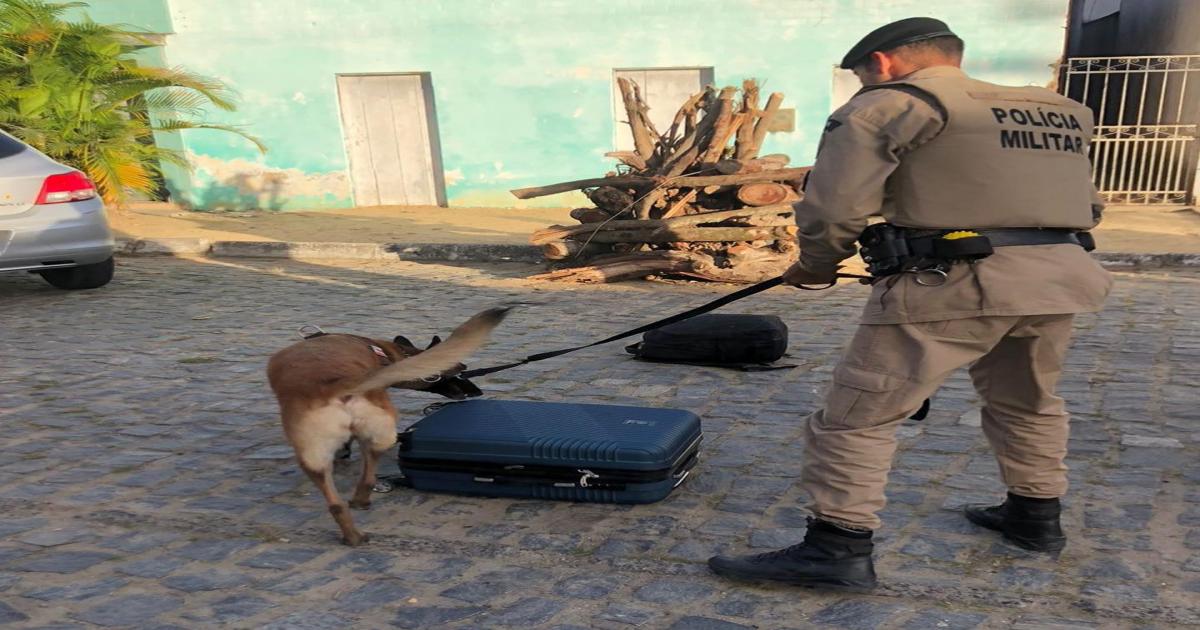 Cão farejador da PRE localizou drogas que iriam para o São João de Ibicuí