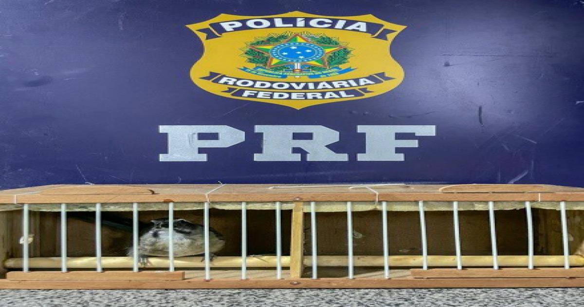 PRF resgata ave silvestre que era transportada de forma irregular em Jequié