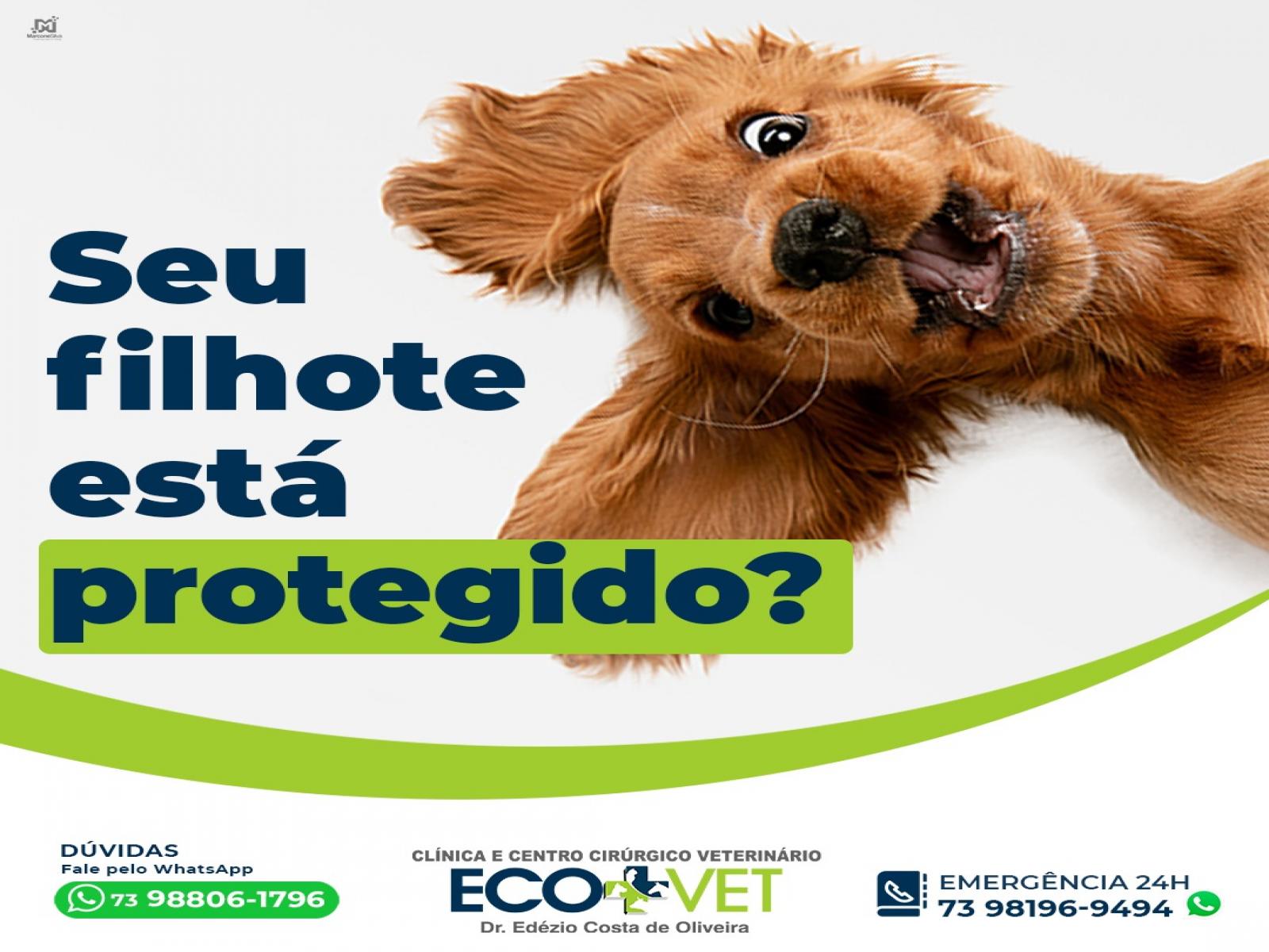 Ecovet: O filhote chegou em casa e agora??