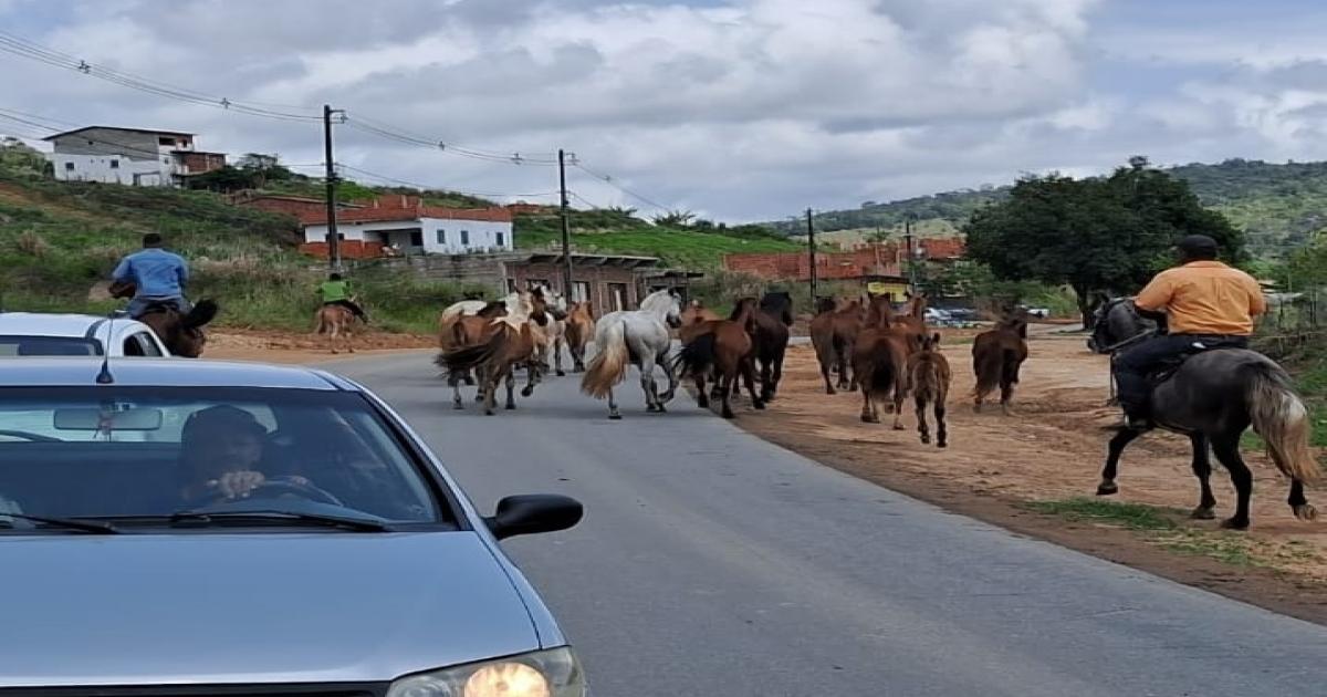 PRE recolheu mais de 20 animais soltos na rodovia e evitou acidentes