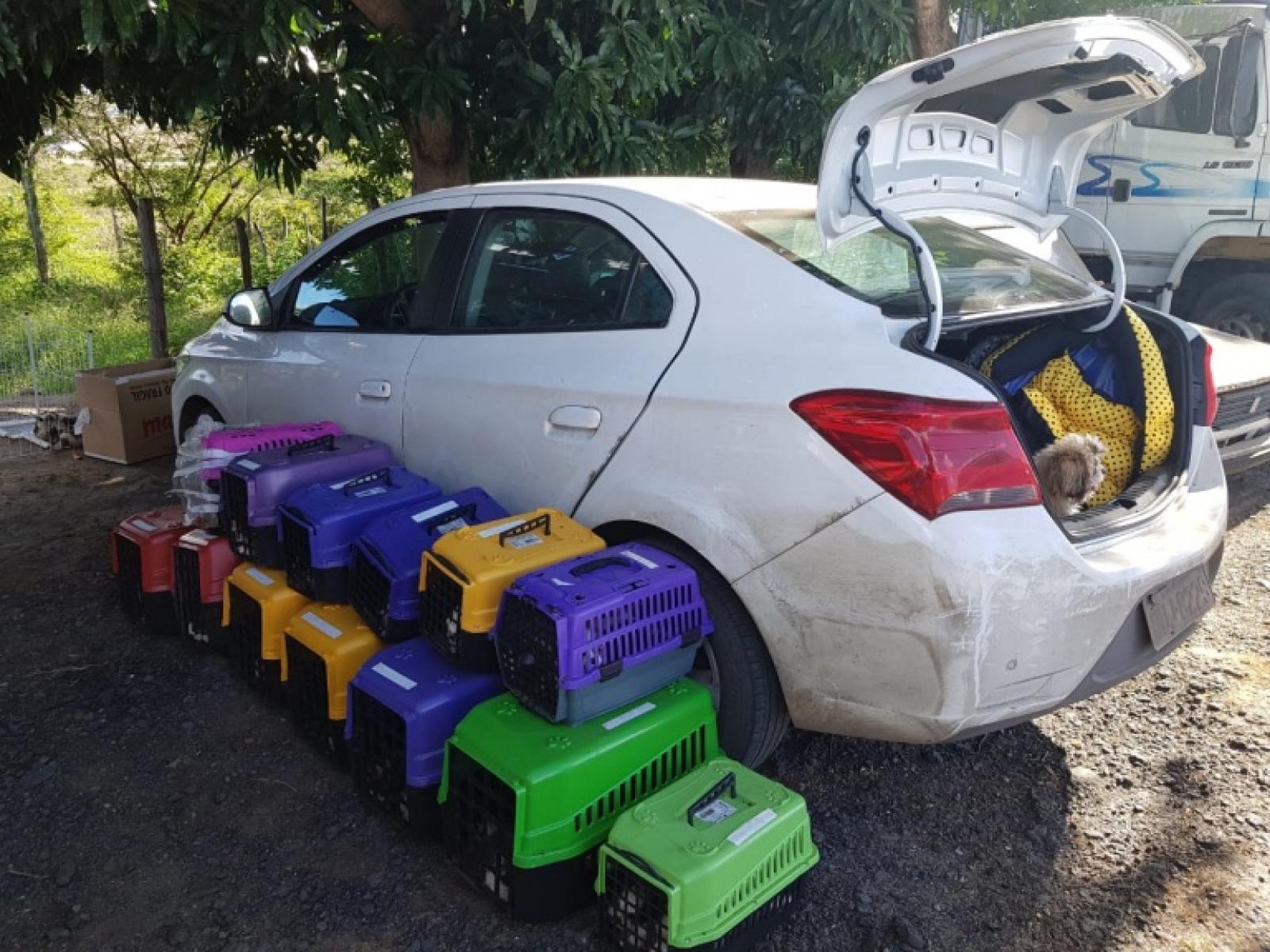 66 filhotes de cachorro da raça shih tzu são encontrados pela PRF