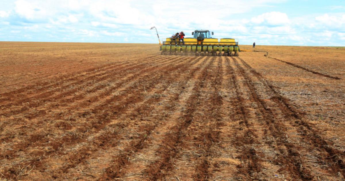 Bahia: está em vigor o vazio sanitário da soja
