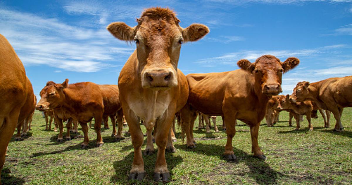 Vaca louca no Pará, governo suspende exportações de carne à China