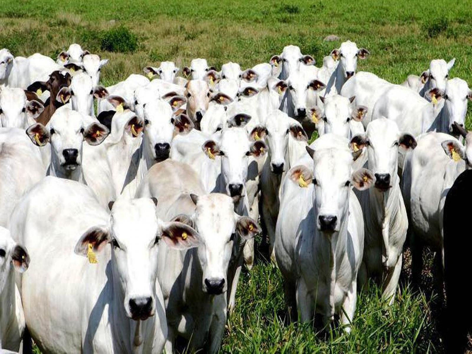 Carne mais cara, abate de bovinos tem queda significativa no primeiro trimestre de 2021