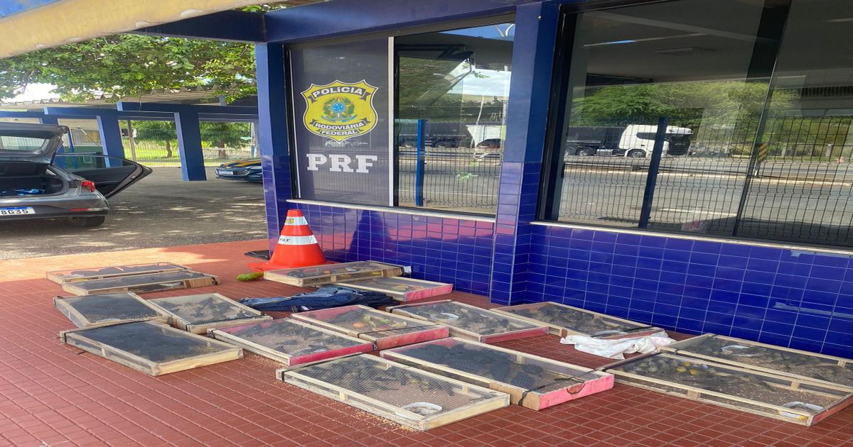 Irmãos são detidos novamente na BR 116 transportando pássaros amontoados dentro de carro