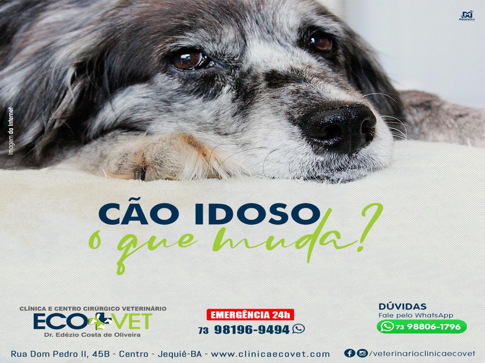 Ecovet: os animais envelhecem e precisam de cuidados