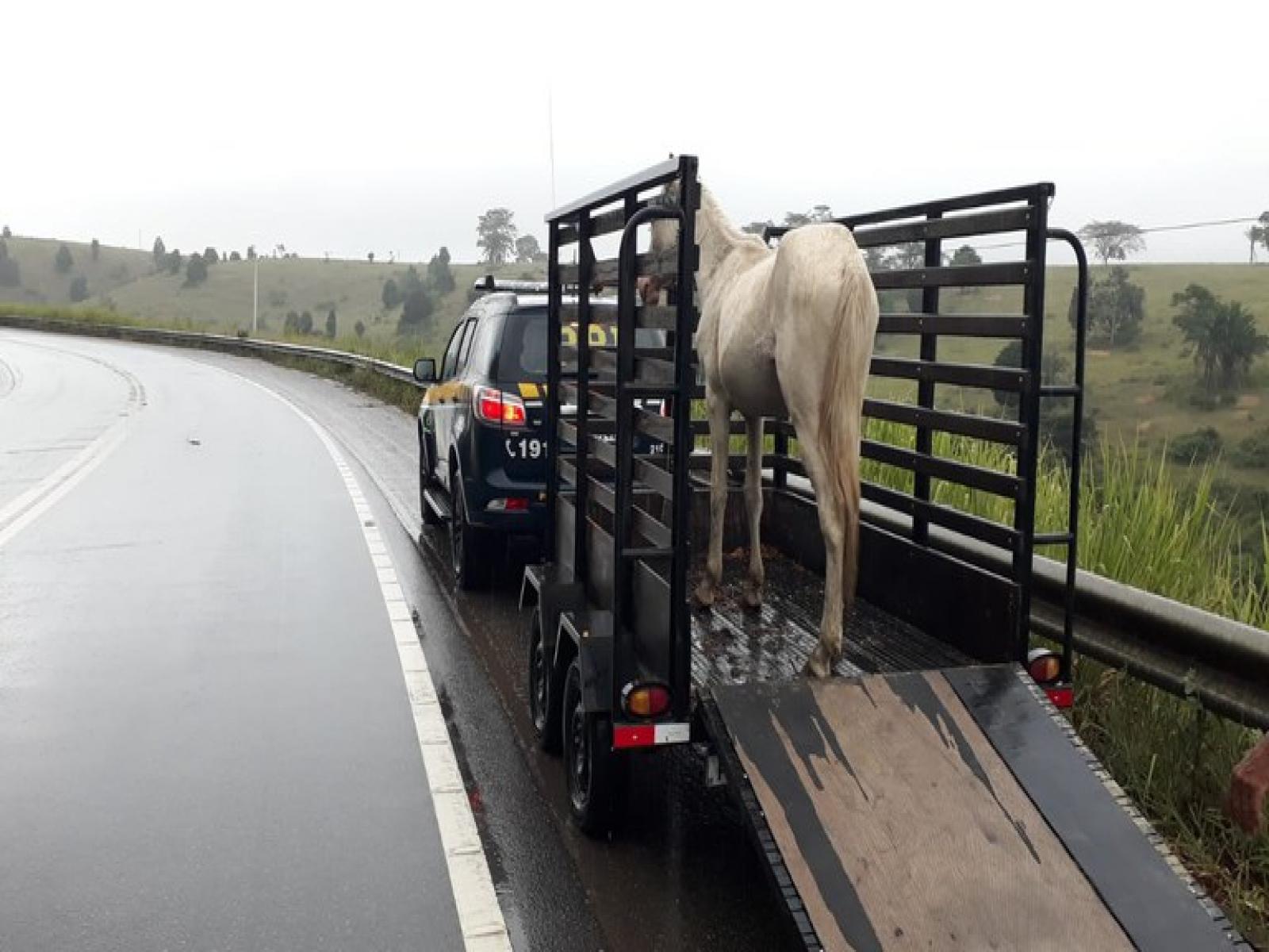 Animais abandonados podem causar acidentes graves e colocam em risco a segurança viária